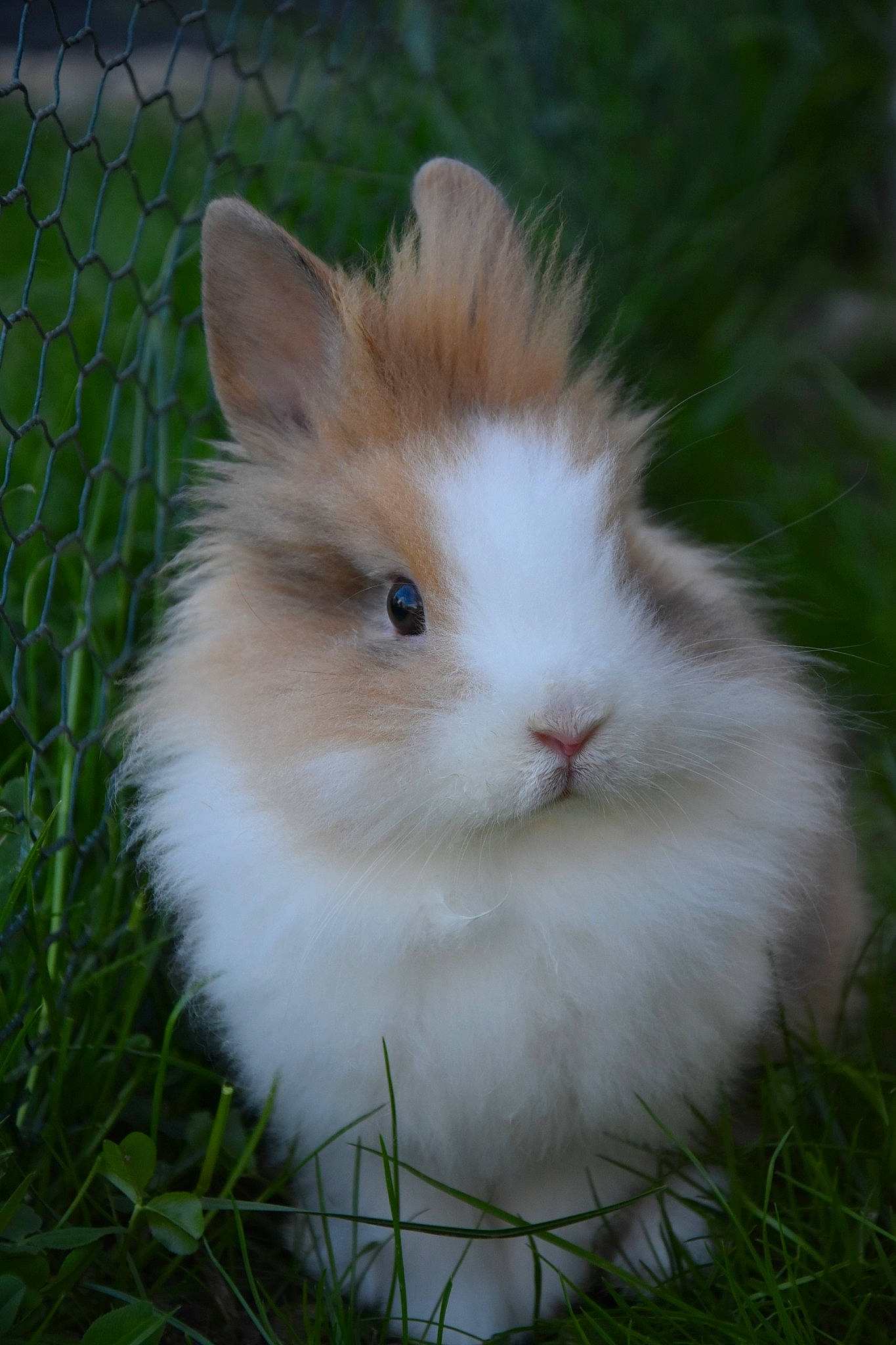 Nalo participe au concours pour gagner de l'argent avec cette photo : angora_rabbit, domestic_rabbit, fawn, grass, hare, mammal, plant, rabbit, rabbits_and_hares, vertebrate, whiskers