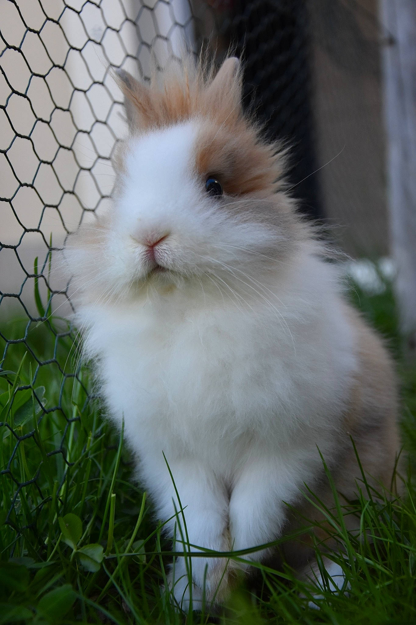 Nalo a rejoint le concours — aidez-le/la à gagner de superbes lots ! angora_rabbit, cat, domestic_rabbit, fawn, felidae, fur, grass, hare, mammal, rabbit, rabbits_and_hares, vertebrate, whiskers