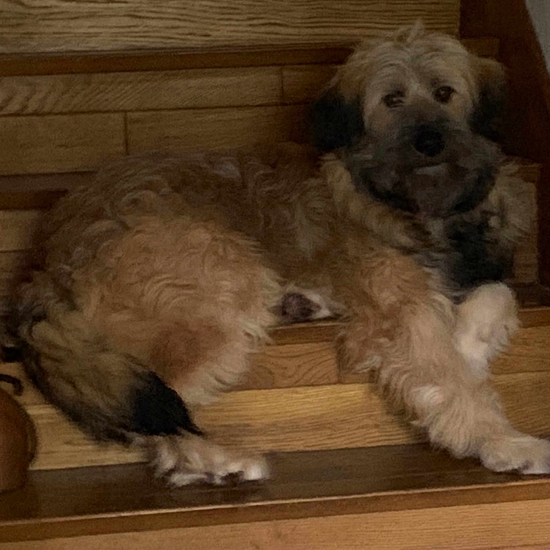 Alf