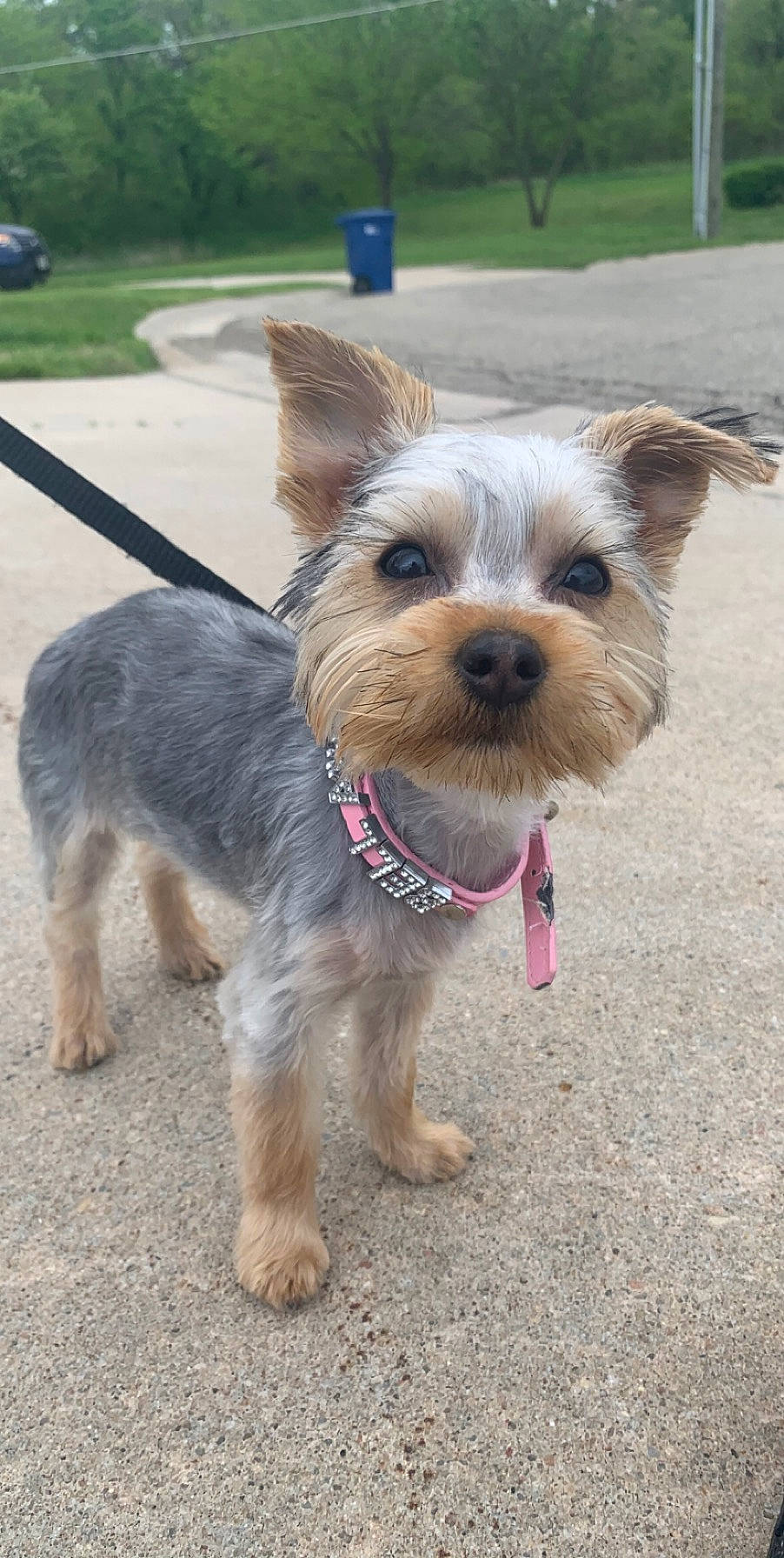 Bella Rayne joined the competition — help win amazing prizes! australian_silky_terrier, biewer_terrier, bosnian_coarse_haired_hound, cairn_terrier, canidae, carnivore, companion_dog, dog, dog_breed, mammal, morkie, norwich_terrier, rare_breed_dog, small_terrier, snout, sporting_group, sporting_lucas_terrier, terrier, vertebrate, yorkshire_terrier