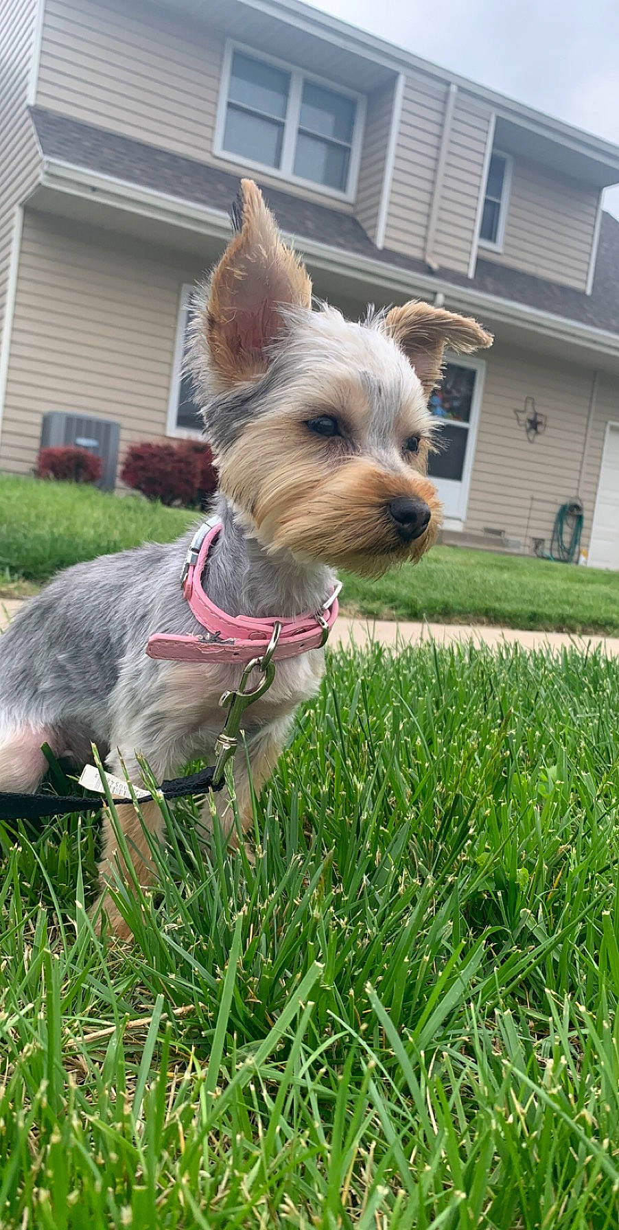 Bella Rayne is registered to the contest to win money with this photo: australian_silky_terrier, australian_terrier, biewer_terrier, cairn_terrier, canidae, carnivore, companion_dog, dog, dog_breed, grass, mammal, morkie, norwich_terrier, rare_breed_dog, small_terrier, snout, sporting_group, terrier, vertebrate, yorkshire_terrier