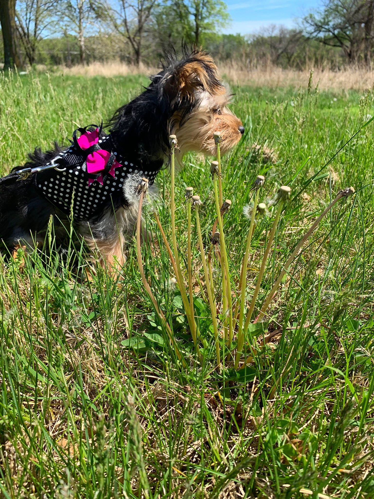 Bella Rayne joined the competition — help win amazing prizes! canidae, carnivore, dog, dog_breed, grass, grass_family, hunting_dog, plant, sporting_group, terrier, welsh_terrier, wildflower, yorkshire_terrier