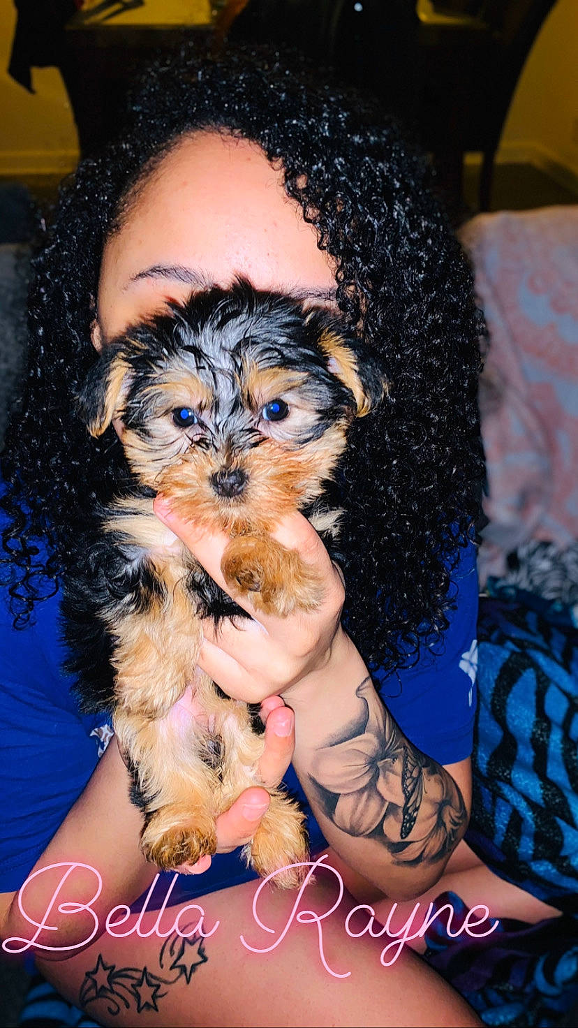 Bella Rayne is registered to the contest to win money with this photo: canidae, carnivore, companion_dog, dog, dog_breed, maltepoo, morkie, puppy, puppy_love, schnoodle, small_terrier, terrier, toy_dog, yorkipoo, yorkshire_terrier