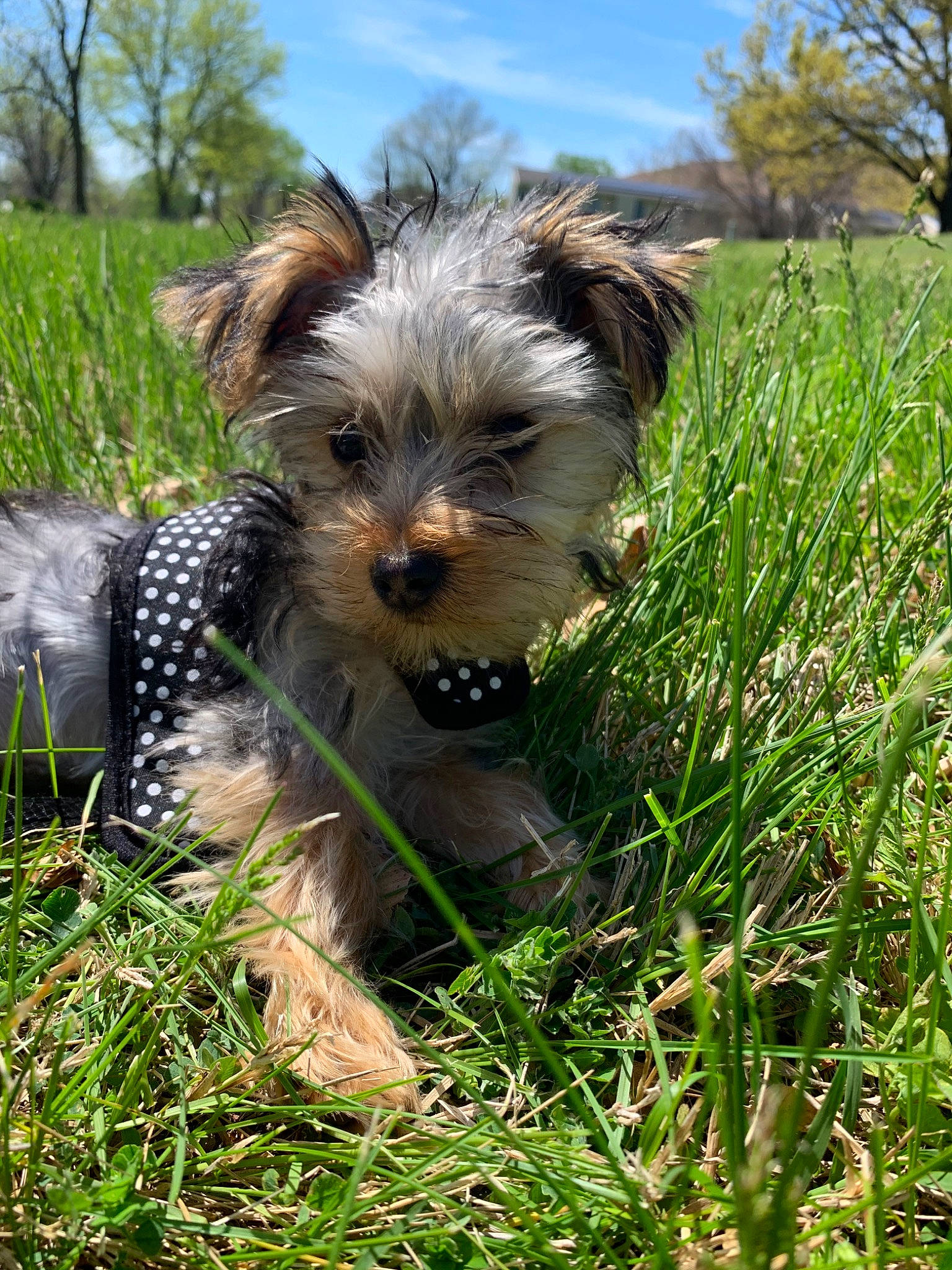 Bella Rayne joined the competition — help win amazing prizes! biewer_terrier, canidae, carnivore, chinese_imperial_dog, companion_dog, dog, dog_breed, grass, mammal, morkie, puppy, rare_breed_dog, schnoodle, small_terrier, snout, sporting_lucas_terrier, terrier, toy_dog, vertebrate, yorkshire_terrier