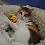 animal, brown_fur, calico, cat, cozy, cute, emoji_ball, face, fluffy_bed, fur, indoor, orange_fur, paw, pet, relaxed, resting, sleepy, toy, whiskers, white_fur