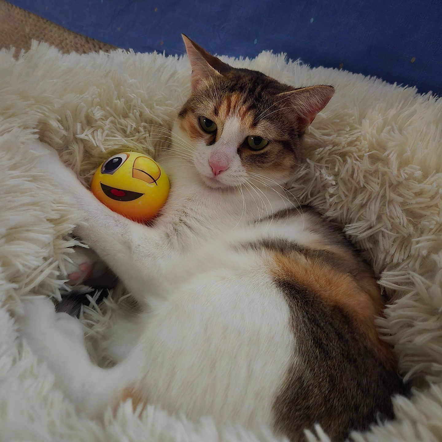 Juniors a rejoint le concours — aidez-le/la à gagner de superbes lots ! animal, brown_fur, calico, cat, cozy, cute, emoji_ball, face, fluffy_bed, fur, indoor, orange_fur, paw, pet, relaxed, resting, sleepy, toy, whiskers, white_fur