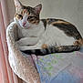 Princesse a rejoint le concours — aidez-le/la à gagner de superbes lots ! cat, calico, pet, animal, feline, indoor, resting, soft_fabric, blanket, pattern, floral, perch, fur, whiskers, ears, tail, relaxed, window_light, curtain, home