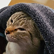Phyica joined the competition — help win amazing prizes! cat, tabby, blanket, cozy, indoor, pet, fur, whiskers, relaxed, animal, cute, sleepy, resting, soft, closeup, feline, comfort, warm, paw, portrait