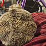 Phyica joined the competition — help win amazing prizes! cat, tabby_cat, fur, tail, blanket, red_blanket, indoor, walker, purple, bicycle, wheel, furniture, pet, animal, relaxing, cozy, home, back_view, household_items, resting