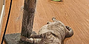 Phyica is registered to the contest to win money with this photo: cat, scratching_post, wooden_floor, indoor, pet, animal, feline, relaxing, toy, play, fur, tabby, home, floor, cute, lazy, domestic, mammal, whiskers, claws