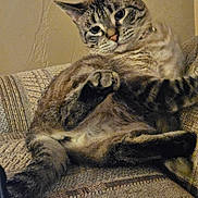Joker Jones joined the competition — help win amazing prizes! animal, cat, comfort, couch, curious, ears, feline, fur, furniture, home, indoor, mammal, paw, pet, relaxed, resting, tabby, tail, texture, whiskers