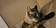 Joker Jones joined the competition — help win amazing prizes! animal, cat, couch, cozy, domestic, ears, feline, fur, furniture, home, indoor, mammal, paw, pet, relaxed, resting, side_view, striped, tabby, whiskers
