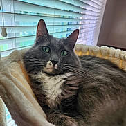 Ash joined the competition — help win amazing prizes! cat, gray_cat, white_chest, pet, feline, whiskers, green_eyes, ears, fur, fluffy, lounging, relaxed, portrait, indoors, hammock, blanket, cozy, window, blinds, closeup