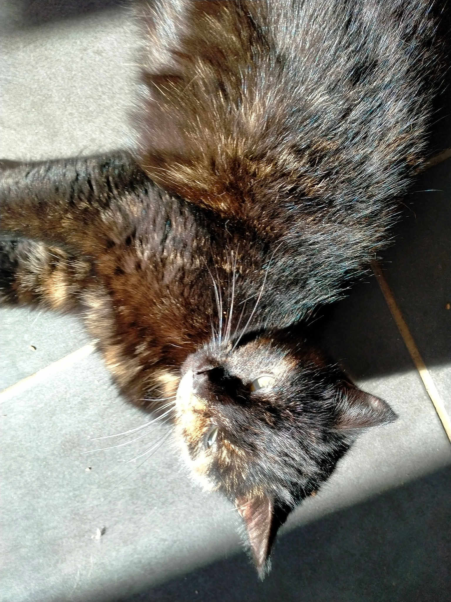 Lilie