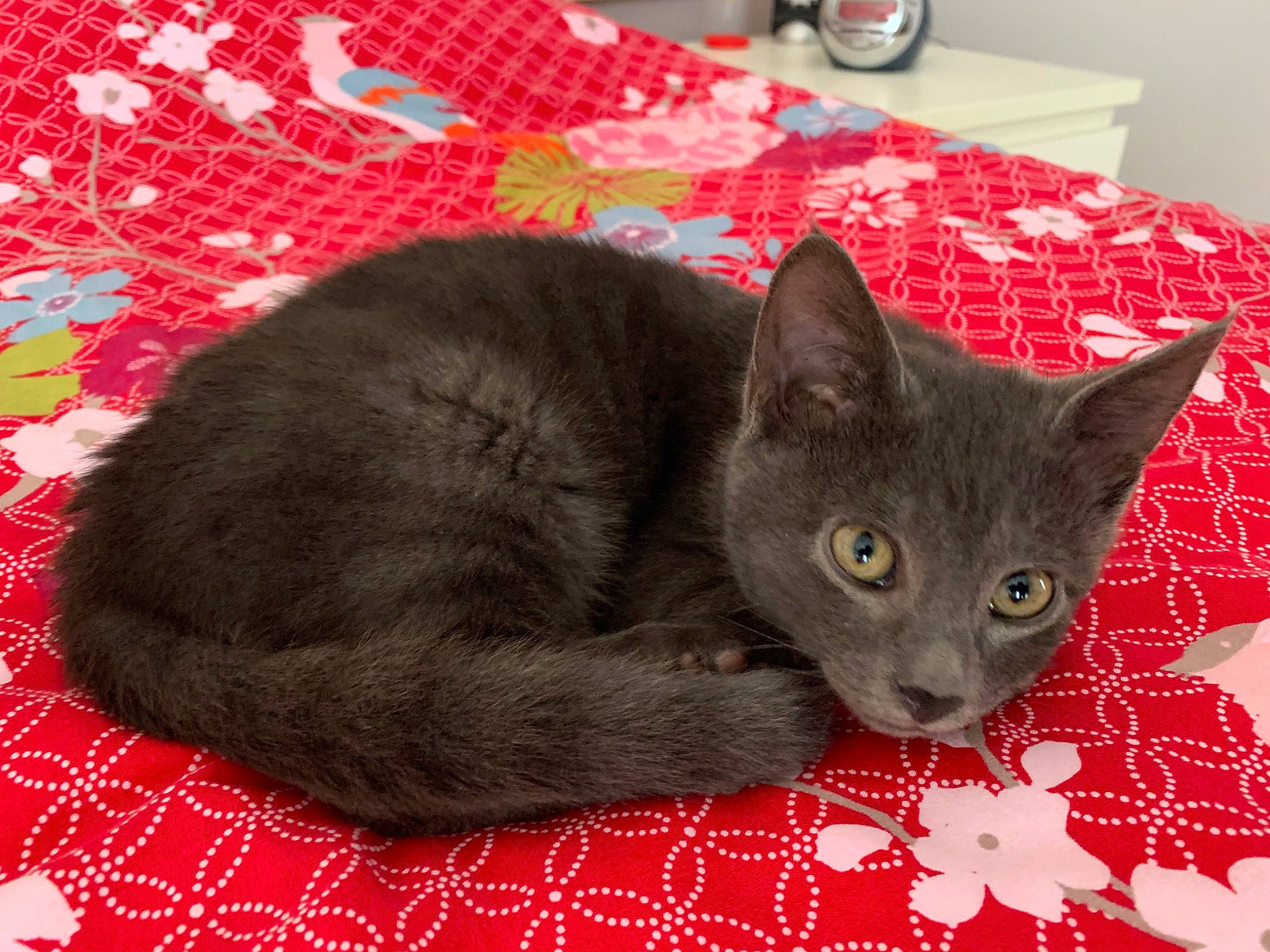 Polo a rejoint le concours — aidez-le/la à gagner de superbes lots ! black, black_cat, carmine, carnivore, cat, cat_bed, cat_supply, chartreux, comfort, domestic_short_haired_cat, felidae, fur, grey, kitchen_appliance, pattern, red, russian_blue, small_to_medium_sized_cats, snout, whiskers