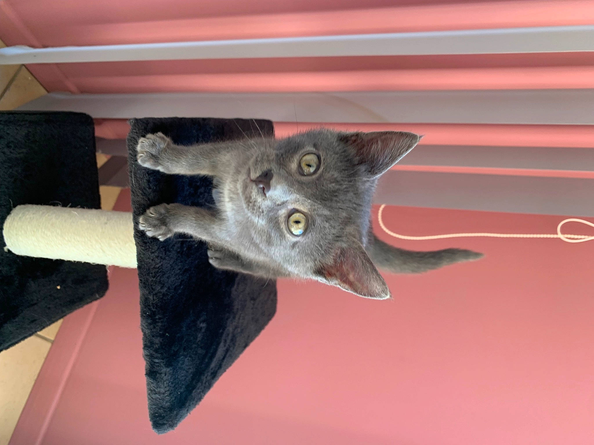 Polo a rejoint le concours — aidez-le/la à gagner de superbes lots ! carnivore, cat, cat_toy, domestic_short_haired_cat, felidae, fur, grey, metal, room, russian_blue, sculpture, small_to_medium_sized_cats, snout, tail, whiskers, window, wood