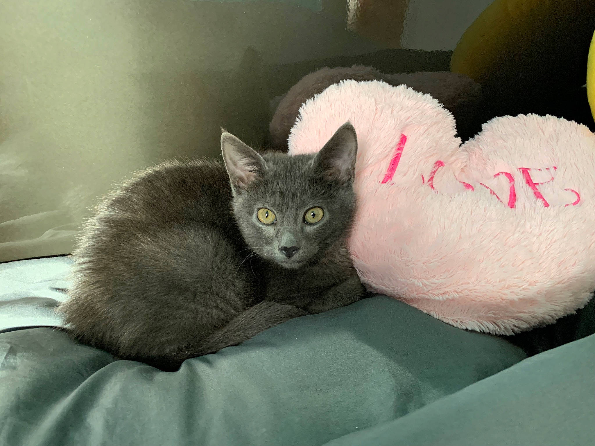 Polo participe au concours pour gagner de l'argent avec cette photo : bed, black_cat, carnivore, cat, cat_bed, cat_supply, comfort, domestic_short_haired_cat, ear, felidae, fur, grey, nap, room, russian_blue, small_to_medium_sized_cats, snout, tail, whiskers, window