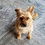 Dolly joined the competition — help win amazing prizes! dog, small_dog, fluffy, light_brown, cream_fur, pet, animal, floor, tile_floor, looking_up, ears_up, curious, cute, indoor, companion, domestic_animal, sitting, fur, canine, attentive