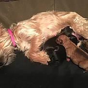 Dolly is registered to the contest to win money with this photo: dog, puppies, nursing, animal, pet, mother, newborn, fur, collar, sleeping, cute, small, black, brown, resting, indoors, canine, lying_down, domestic_animal, mammal