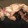 dog, puppies, nursing, animal, pet, mother, newborn, fur, collar, sleeping, cute, small, black, brown, resting, indoors, canine, lying_down, domestic_animal, mammal