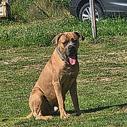 Venom participe au concours pour gagner de l'argent avec cette photo : dog, brown_dog, grass, outdoor, pet, animal, sitting, sunlight, car, vehicle, greenery, collar, tongue_out, ears, nature, daytime, canine, mammal, parked_car, field