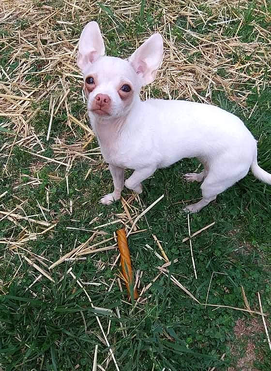 Rousey joined the competition — help win amazing prizes! canidae, carnivore, companion_dog, dog, dog_breed, ear, eye, fawn, fur, grass, head, non_sporting_group, paw, plant, snout, snowshoe_hare, sporting_group, tail, terrestrial_animal, whiskers