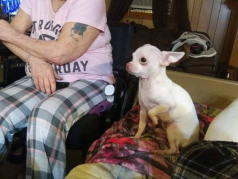 Rousey is registered to the contest to win money with this photo: canidae, carnivore, chair, comfort, companion_dog, dog, dog_breed, event, fawn, fun, human_leg, lap, pattern, plaid, shorts, sporting_group, tartan, thigh, toy_dog, working_animal