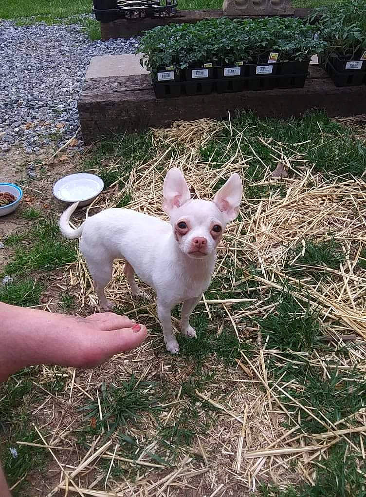 Rousey joined the competition — help win amazing prizes! canidae, carnivore, collar, companion_dog, dog, dog_breed, fawn, grass, livestock, non_sporting_group, plant, snout, soil, sporting_group, tail, terrestrial_animal, terrier