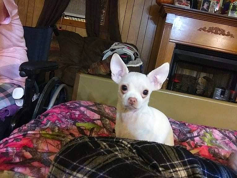 Rousey is registered to the contest to win money with this photo: canidae, carnivore, comfort, companion_dog, dog, dog_breed, ear, fawn, felidae, fur, linens, mammal, pattern, picture_frame, plaid, snout, sporting_group, tartan, toy_dog, whiskers