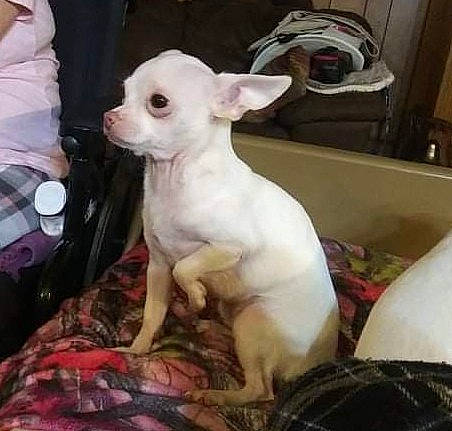 Rousey joined the competition — help win amazing prizes! canidae, carnivore, comfort, companion_dog, corgi_chihuahua, dog, dog_breed, dog_supply, ear, fawn, fur, non_sporting_group, pet_supply, puppy, sporting_group, tail, terrestrial_animal, toy_dog, whiskers, working_animal