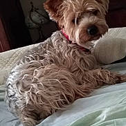 Lola participe au concours pour gagner de l'argent avec cette photo : dog, bed, pillow, fur, collar, pet, indoor, furniture, blanket, resting, animal, cute, scruffy, cozy, domestic, lying_down, brown, white, relaxed, portrait