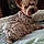Lola