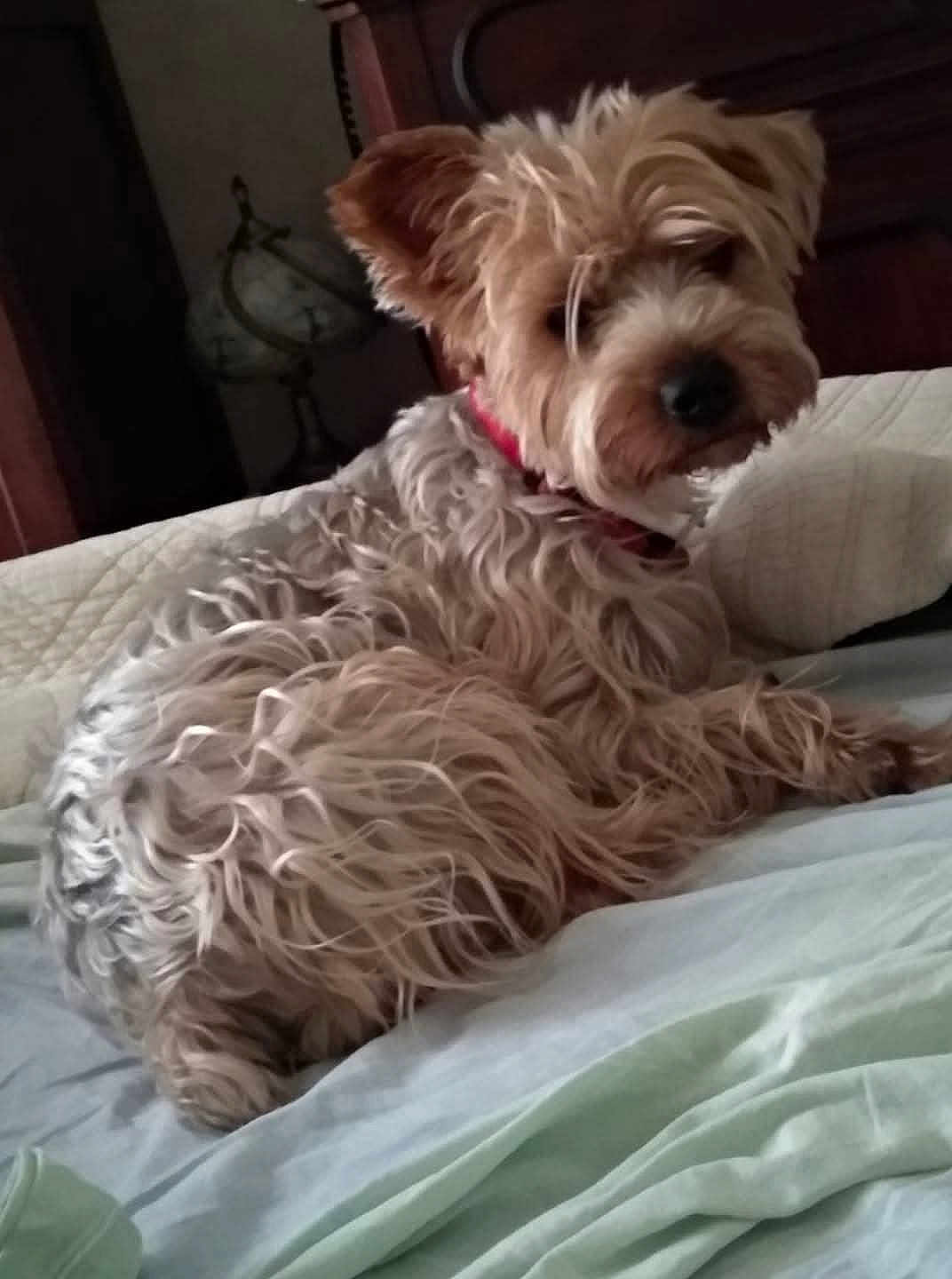 Lola