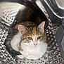 Nala participe au concours pour gagner de l'argent avec cette photo : animal, brown, cat, close_up, curious, curled_up, cute, domestic, fur, indoor, kitten, metal, orange, pet, reflective_surface, resting, shiny, small, washing_machine, white