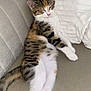 animal, brown, cat, couch, cozy, cute, fur, furniture, indoor, kitten, paws, pet, relaxed, resting, sleeping, soft, striped, tabby, white, young