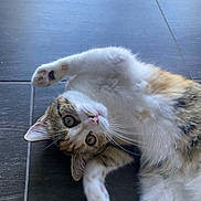 Nala participe au concours pour gagner de l'argent avec cette photo : cat, feline, pet, animal, white_fur, brown_fur, playful, cute, indoor, tile_floor, paw, whiskers, ears, eyes, lying_down, curious, fur, mammal, stretching, close_up