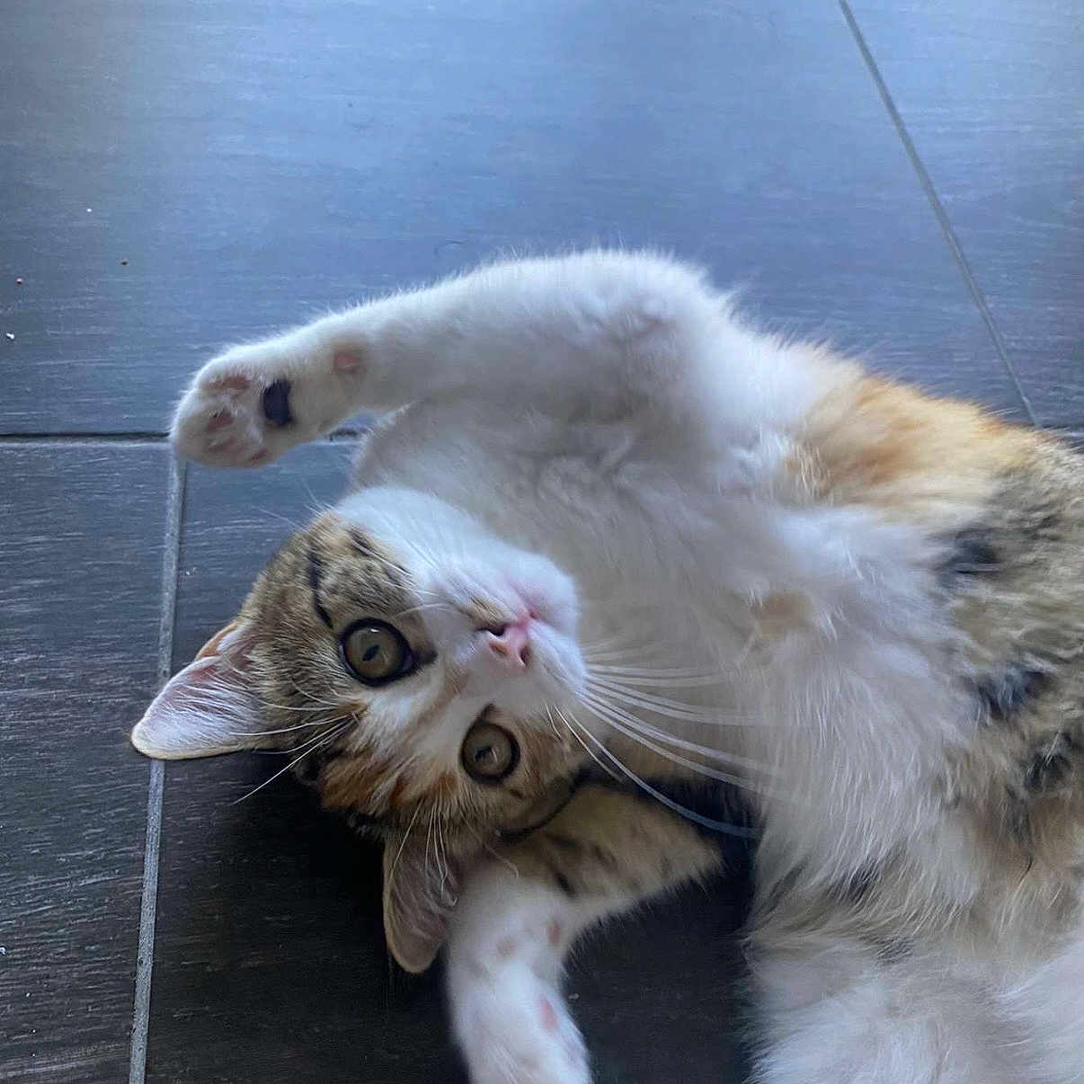 Nala participe au concours pour gagner de l'argent avec cette photo : animal, brown_fur, cat, close_up, curious, cute, ears, eyes, feline, fur, indoor, lying_down, mammal, paw, pet, playful, stretching, tile_floor, whiskers, white_fur