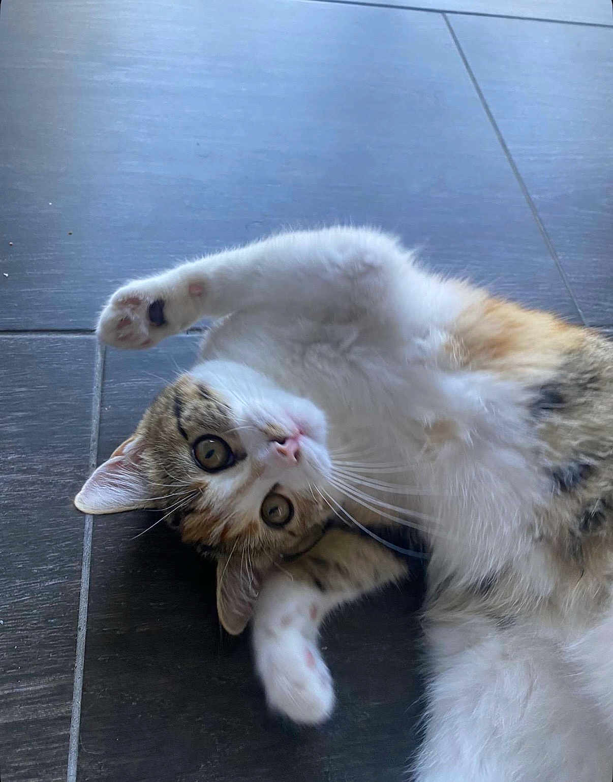 Nala participe au concours pour gagner de l'argent avec cette photo : cat, feline, pet, animal, white_fur, brown_fur, playful, cute, indoor, tile_floor, paw, whiskers, ears, eyes, lying_down, curious, fur, mammal, stretching, close_up