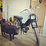 Mooncake a rejoint le concours — aidez-le/la à gagner de superbes lots ! bicycle, bicycle_saddle, metal, moped, snout, vehicle, wheel, working_animal
