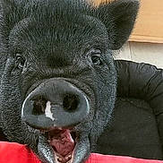 Mooncake a rejoint le concours — aidez-le/la à gagner de superbes lots ! boar, domestic_pig, head, livestock, mouth, nose, peccary, snout, suidae