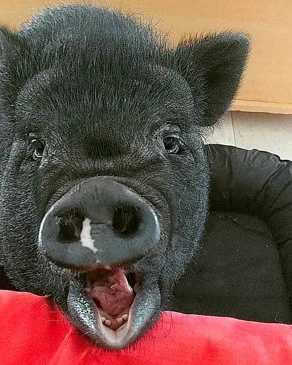 Mooncake a rejoint le concours — aidez-le/la à gagner de superbes lots ! boar, domestic_pig, head, livestock, mouth, nose, peccary, snout, suidae