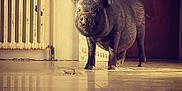 Mooncake participe au concours pour gagner de l'argent avec cette photo : cloud, fawn, metal, rhinoceros, sky, snout, wildlife