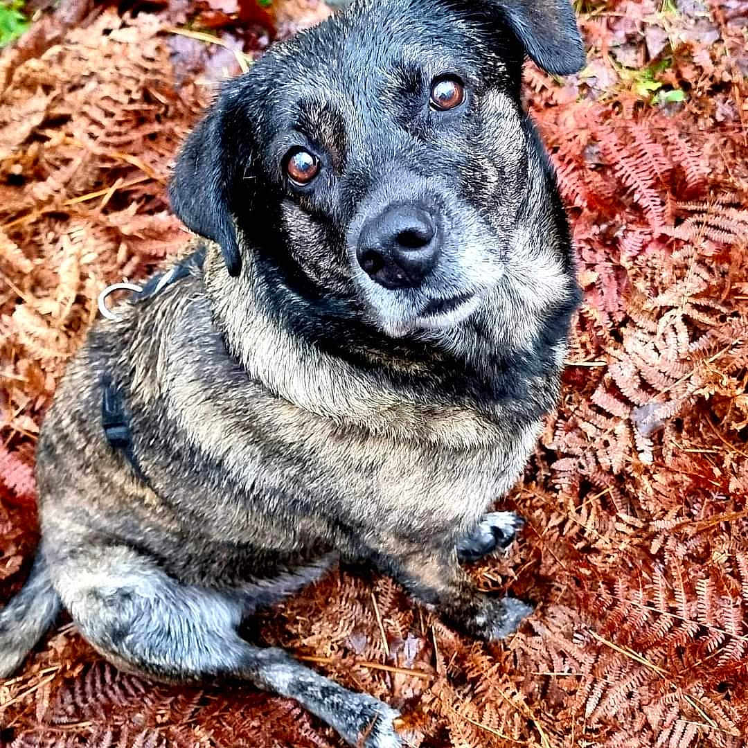 Chipie