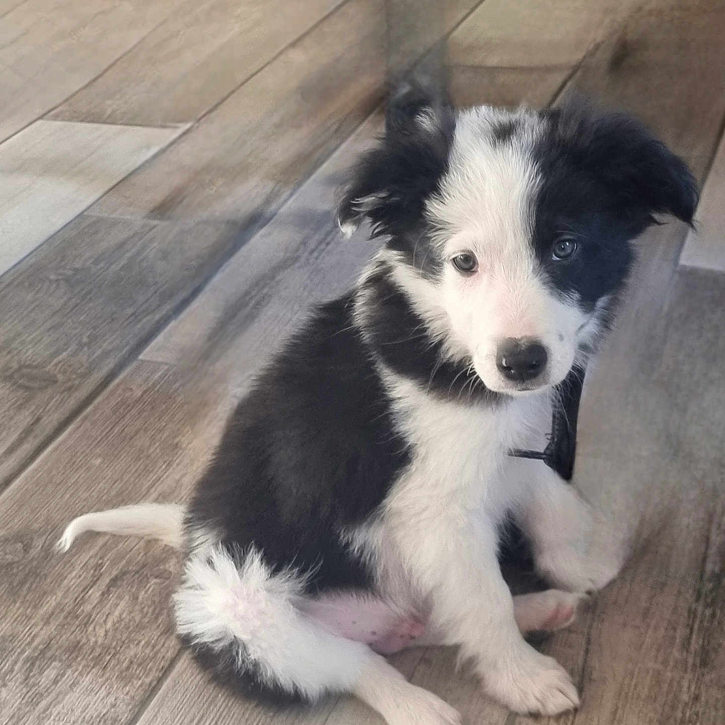 Balco a rejoint le concours — aidez-le/la à gagner de superbes lots ! puppy, dog, border_collie, black_and_white, fluffy, sitting, portrait, pet, canine, young_animal, long_fur, blue_eyes, paws, tail, wooden_floor, indoor, home, adorable, cute, animal_photography