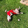 Lucy joined the competition — help win amazing prizes! dog, grass, red_shirt, sunlight, ball, pet, playful, outdoor, greenery, relaxed, canine, collar, summer, happy, animal, nature, fun, rolling, backyard, daytime
