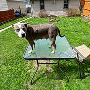 Lucy is registered to the contest to win money with this photo: dog, patio_table, backyard, grass, house, fence, chair, sunny, outdoor, pet, animal, glass_table, lawn, residential, daytime, curious, canine, yard, nature, domestic