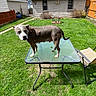 animal, backyard, canine, chair, curious, daytime, dog, domestic, fence, glass_table, grass, house, lawn, nature, outdoor, patio_table, pet, residential, sunny, yard