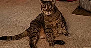 Parker joined the competition — help win amazing prizes! cat, tabby, carpet, indoor, pet_house, cat_tunnel, feline, animal, relaxed, sitting, striped, cute, cozy, home, fur, whiskers, ears, tail, pet, domestic