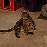 cat, tabby, carpet, indoor, pet_house, cat_tunnel, feline, animal, relaxed, sitting, striped, cute, cozy, home, fur, whiskers, ears, tail, pet, domestic