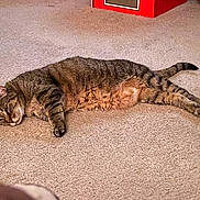 Parker joined the competition — help win amazing prizes! cat, tabby, indoor, carpet, pet_house, relaxed, animal, feline, striped, lying_down, cozy, home, resting, cute, fur, whiskers, tail, paws, domestic, pet